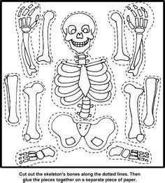 paper skeleton  label bones  images human body projects
