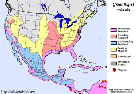 great egret species range map