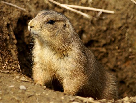 fileprairie dog washington dc jpg wikipedia