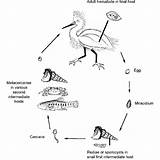 Trematode Cycle Generalized Species sketch template
