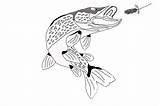 Pike Northern Drawing Fish Musky Getdrawings Tackle sketch template