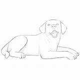 Dog Draw Lying sketch template