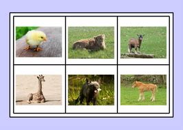animals pets  vets  resource pack  eyfs teaching resources