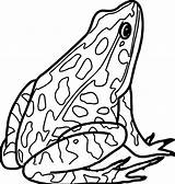 Amphibian Amphibians Rana Disegnare Wecoloringpage Stampare Rane sketch template