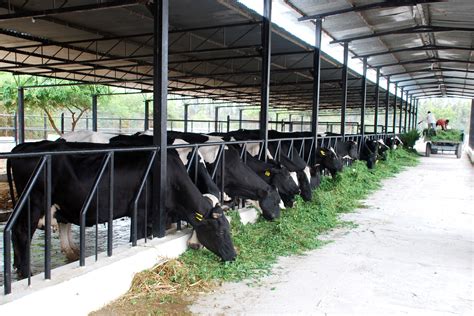 dairy farm equipment  lend    support  dairy farming kompass india