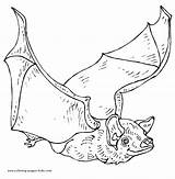Coloring Bat Pages Bats Printable Color Animal Colouring Kids Animals Online Flight Sheet Sheets Found Nice Leave Reply sketch template
