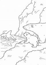 Polar Ijsbeer Lars Kleurplaten Ours Polaire Paisajes Orca Pintar Plume Ursinho Polare Orsetto Osito Mammals Piuma Downloaden Whale Artistico Mariposas sketch template