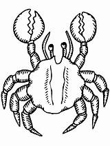Krabbe Animaatjes sketch template