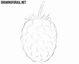 Blackberry Fruit Drawingforall sketch template