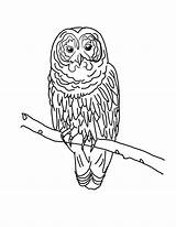 Owl Coloring Pages Kids Printable Barred Drawing Horned Great Outline Lizard Potter Harry Adult Getdrawings Color Gray Print Drawings 23kb sketch template