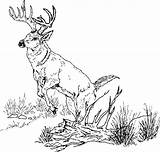 Deer Coloring Pages Buck Tail Clipart Tailed Whitetail Drawing Getdrawings Color Printable Big Bucks Print Getcolorings Webstockreview sketch template