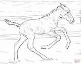 Foal Poulain Coloriage Pferde Bucking Fohlen Imprimer Coloriages Supercoloring Ausdrucken Ausmalbild Malvorlagen Jument sketch template