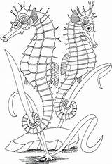 Coloring Seahorse Hippocampe Coloringhome Stained sketch template