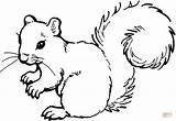 Ardilla Squirrel sketch template