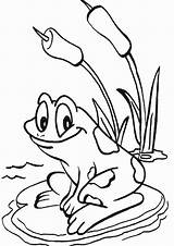 Frosch Frogs Teich Colorluna Tulamama Tiere Coloringfolder sketch template
