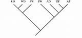 Cladogram Bpa Clades sketch template