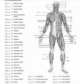 Physiology Muscles Labeled Muscular Labeling Unlabeled Anatomical Lab Idella Gusher Skeleton Organ Musclular Names Eye Correct sketch template