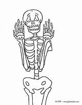 Squelette Esqueleto Skelett Scary Espantoso Esqueletos Frontal Ax9 Tumbas Gruseliges Personnages Yodibujo Humano Hellokids Vorne Gratuit Ausschneiden Tendance Morte Coloriages sketch template