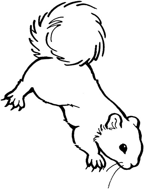 flying squirrel coloring page clipartsco