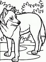 Loup Lobo Colorier Colouring Coloringhome Coloriages Clipartbest Wolfs sketch template