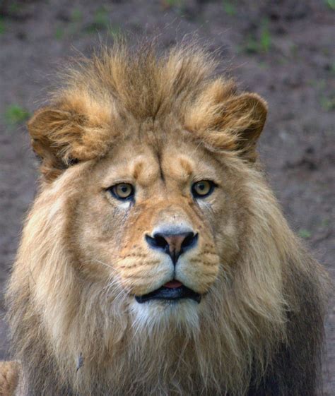 animals   world barbary lion