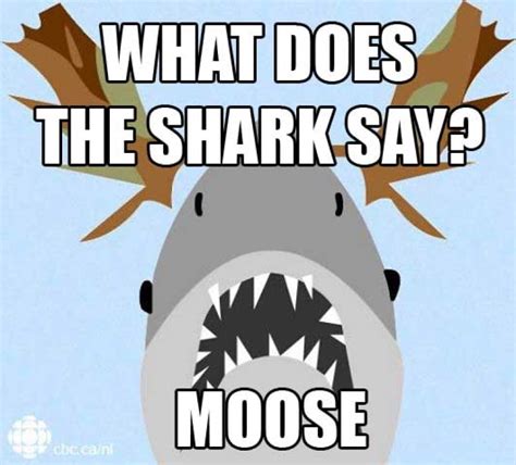 Moosejaws And Other Shark Eats Moose Memes Cbc News
