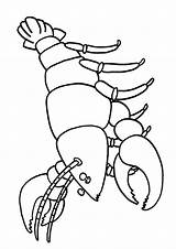 Lobster Langosta Dibujosonline sketch template