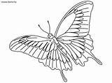 Coloring Butterfly Pages Rainforest Ulysses Daintree Habitat sketch template