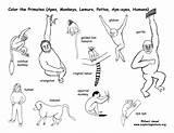 Coloring Primates Printing Pdf Educational Downloading Exploringnature sketch template