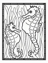 Coloring Seahorse Printable Pages Print sketch template