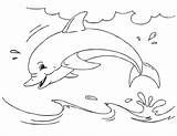Dolfijn Zwemmende Tonina Dolfijnen Plasko Paginas Hetkinderhuis Riscos sketch template