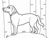 Coloring Labrador Retriever Pages sketch template