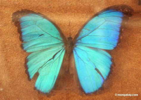 foto mariposa azul del morpho menelaus de morpho