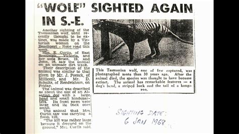 thylacine sighting pinaroo south australia with graham youtube