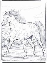 Horse Appaloosa Coloring Pages Horses Gallop Caballos Dibujos Camp Para Galloping Color Animals Printable Books Choose Board Adult Painting Book sketch template
