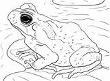 Toad Rospo Cane Juvenile Disegno Rana Supercoloring sketch template