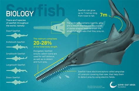 mengenal hiu gergaji pristis microdon lalaukan