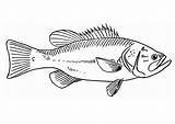 Fisch Malvorlage Pesce Bass Pez Vis Zeichnung Kleurplaat Fische Fisk Schulbilder Malvorlagen Edupics Unterricht Largemouth sketch template