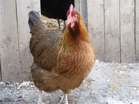155 best chickens images on pinterest laying hens chicken coops and hens