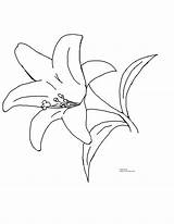 Coloring Lily Pages Printable Clipart Easter Flower Drawing Calla Outline Lilies Flowers Cliparts Spring Print Drawings Template Stencil Sun Color sketch template