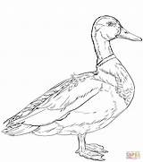Coloring Mallard Pages Ducks Duck Drawing Printable Categories Supercoloring sketch template
