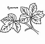 Coloring Sycamore Leaf Maple Sugar Color sketch template
