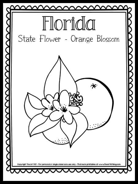 florida state flower coloring page  orange blossom