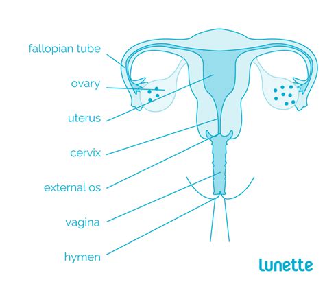 Female Anatomy Reproductive System And Vagina Diagram Lunette Uk