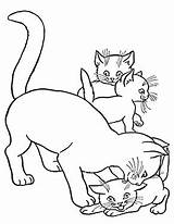 Katze Katzen Katzenbabys Ausmalbild Ausmalen Ausdrucken Baby Malvorlage Kätzchen Malvorlagen Kleine Gemerkt Spielt Dein Besten sketch template