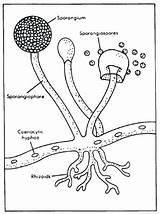 Fungi Rhizopus Sporangium Coloring Spores Structure Hyphae Jamur Science Asexual Fungus Klasifikasi Sac Fruiting Microbiologia Septate Rhizoids Aspergillus Mold Yeast sketch template