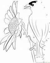 Sunflower Goldfinch Dot sketch template