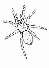 Tarantula Coloring Spider Drawing Color Hideous Pages Colouring Luna Getcolorings Getdrawings sketch template
