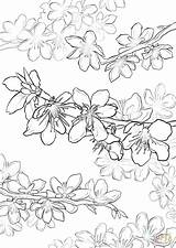 Coloring Cherry Blossom Tree Pages Oak Drawing Live Blossoms Printable Japanese Flower Getdrawings Getcolorings Maple sketch template