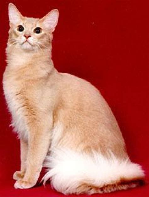beautiful  rare cat fur colors